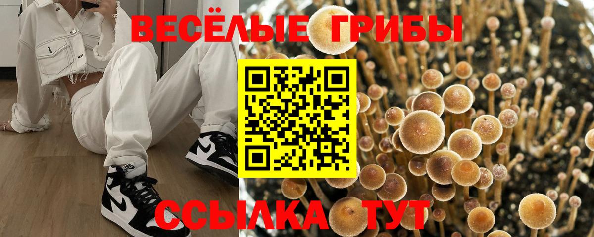 Псилоцибиновые грибы Psilocybine cubensis Семёнов